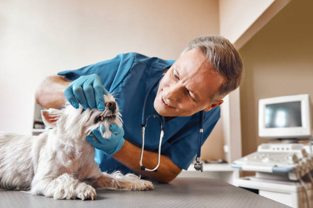 Best Emergency Dental Care for Abscessed Tooth in Harrison, NY